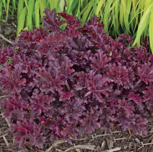 Heuchera MELTING FIRE