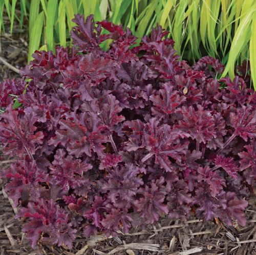 Heuchera MELTING FIRE