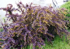 Berberis Ottawa SUPERBA