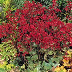 Heuchera CORAL FOREST