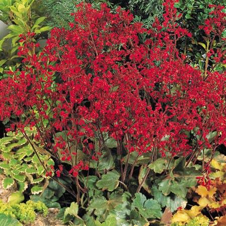 Heuchera CORAL FOREST