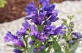 Panstemon pinacolada VIOLET SHADES