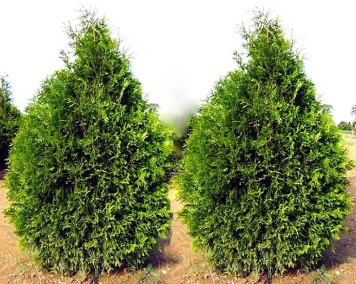 Thuja KÓRNIK