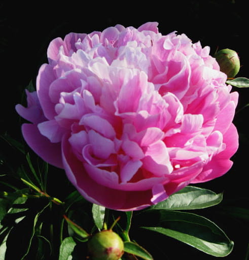 Piwonia BARBARA