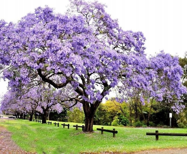 PAULOWNIA SHAN TONG