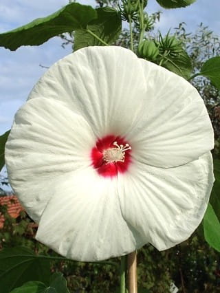Hibiskus OLD YELLA
