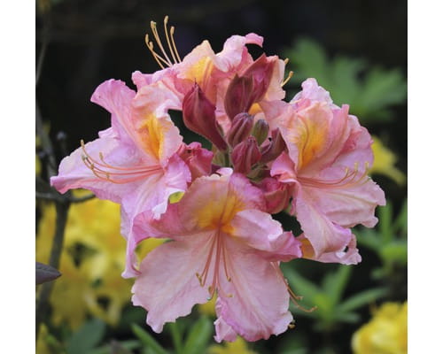 Azalia wielkokwiatowa CECILE