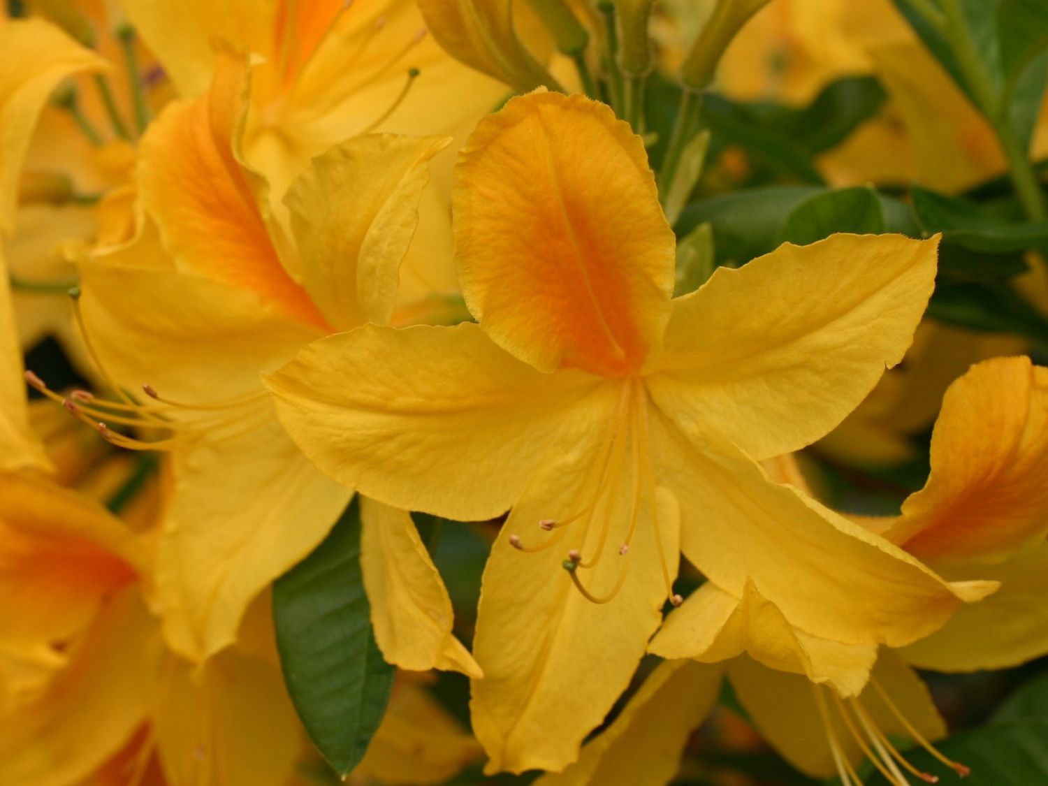 Azalia wielkokwiatowa GOLDTOPAS