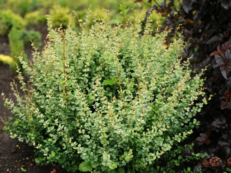Berberys Thunberga KELLERIS