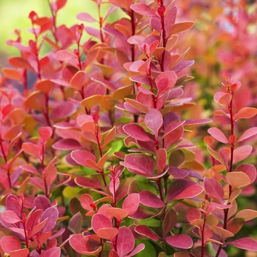 Berberys Thunberga ORANGE ROCKET