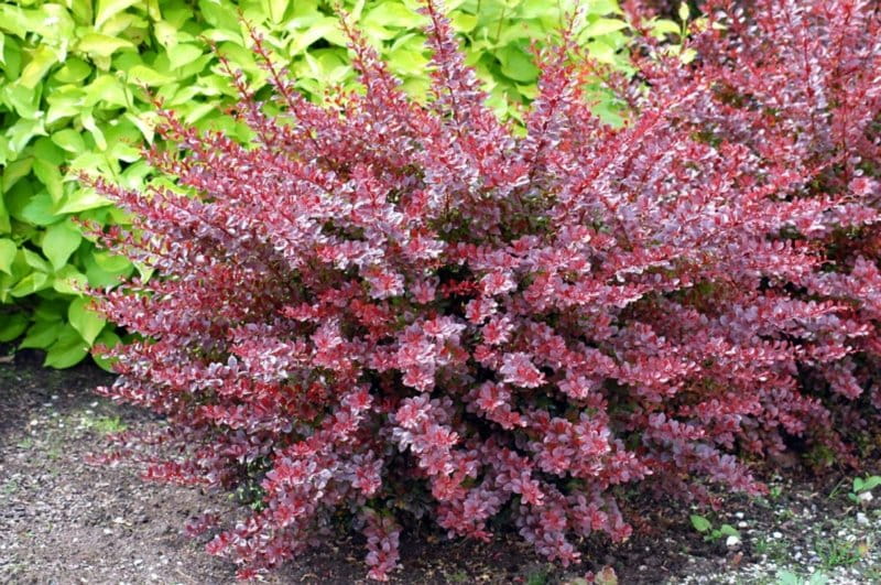 Berberys RED CHIEF