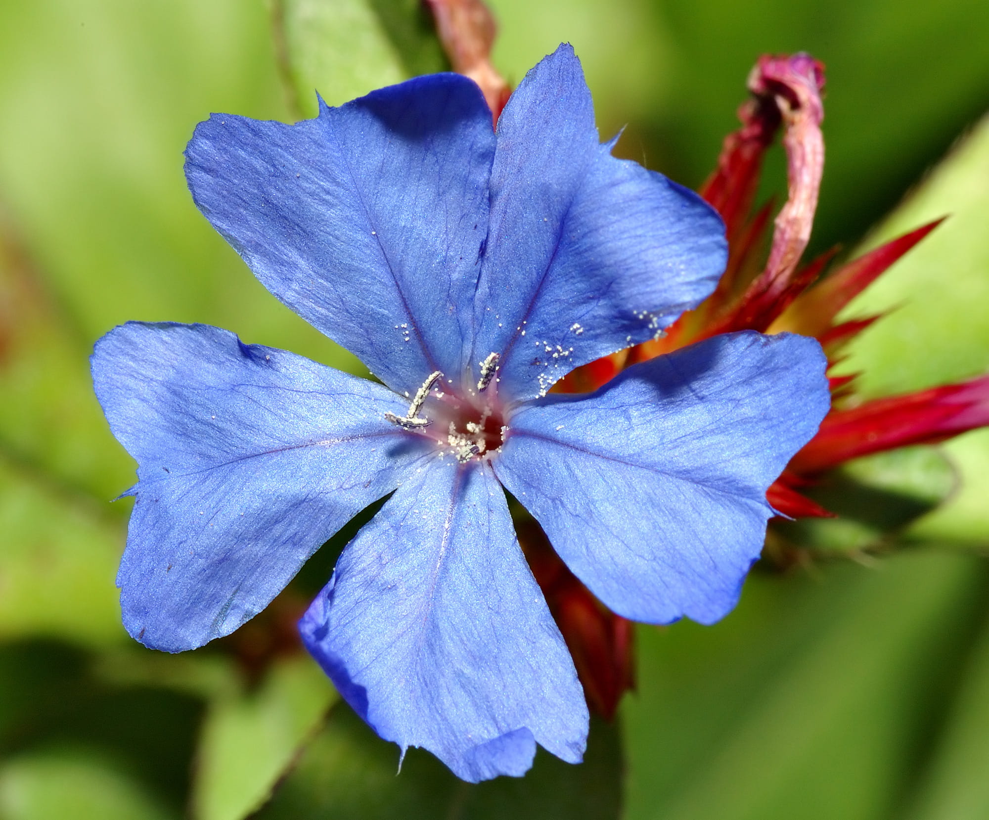 CERATOSTIGMA OŁOWNIKOWATA
