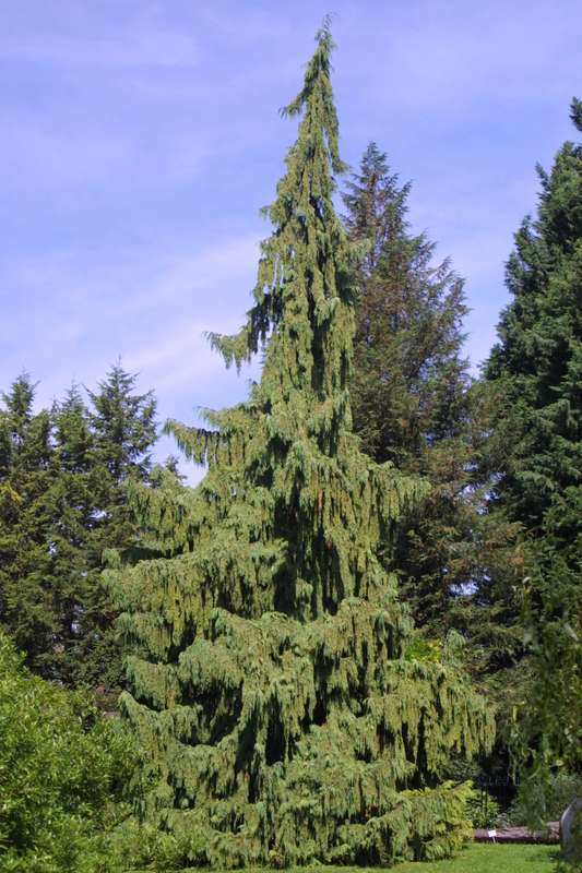CYPRYSIK nutkajski PENDULA