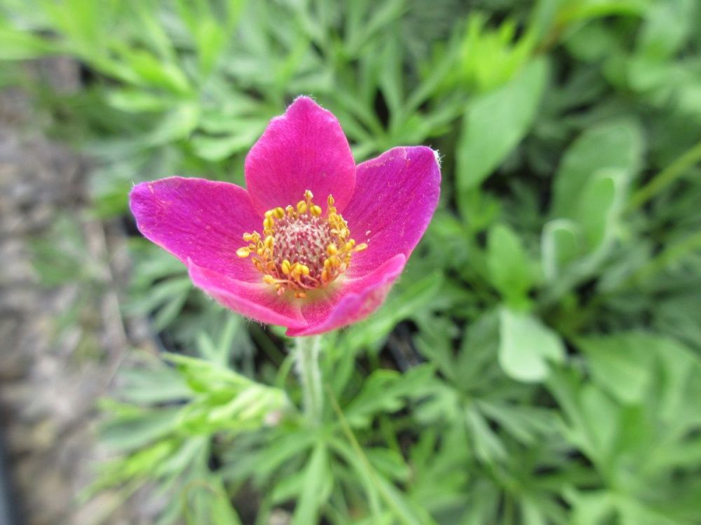 Zawilec WIELOSIECZNY DEEP ROSE