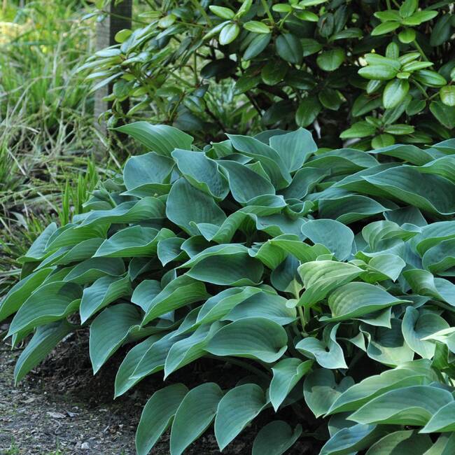 Funkia HOSTA BLUE CADET
