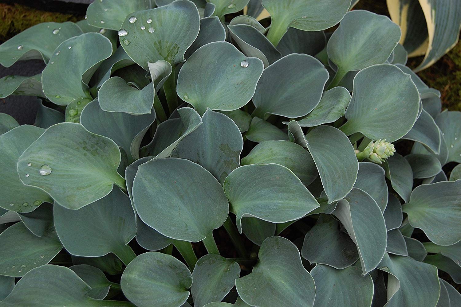 Funkia - HOSTA BLUE MOUSE EARS