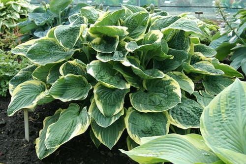 Funkia - HOSTA CHRISTMAS TREE