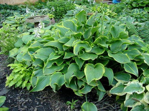 Funkia-Hosta ABBA DABBA