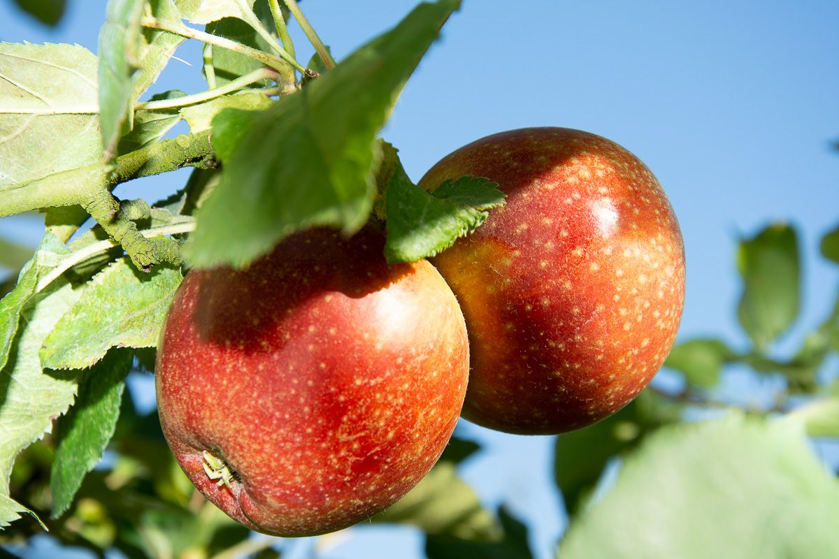 Jabłoń RED BOSKOOP