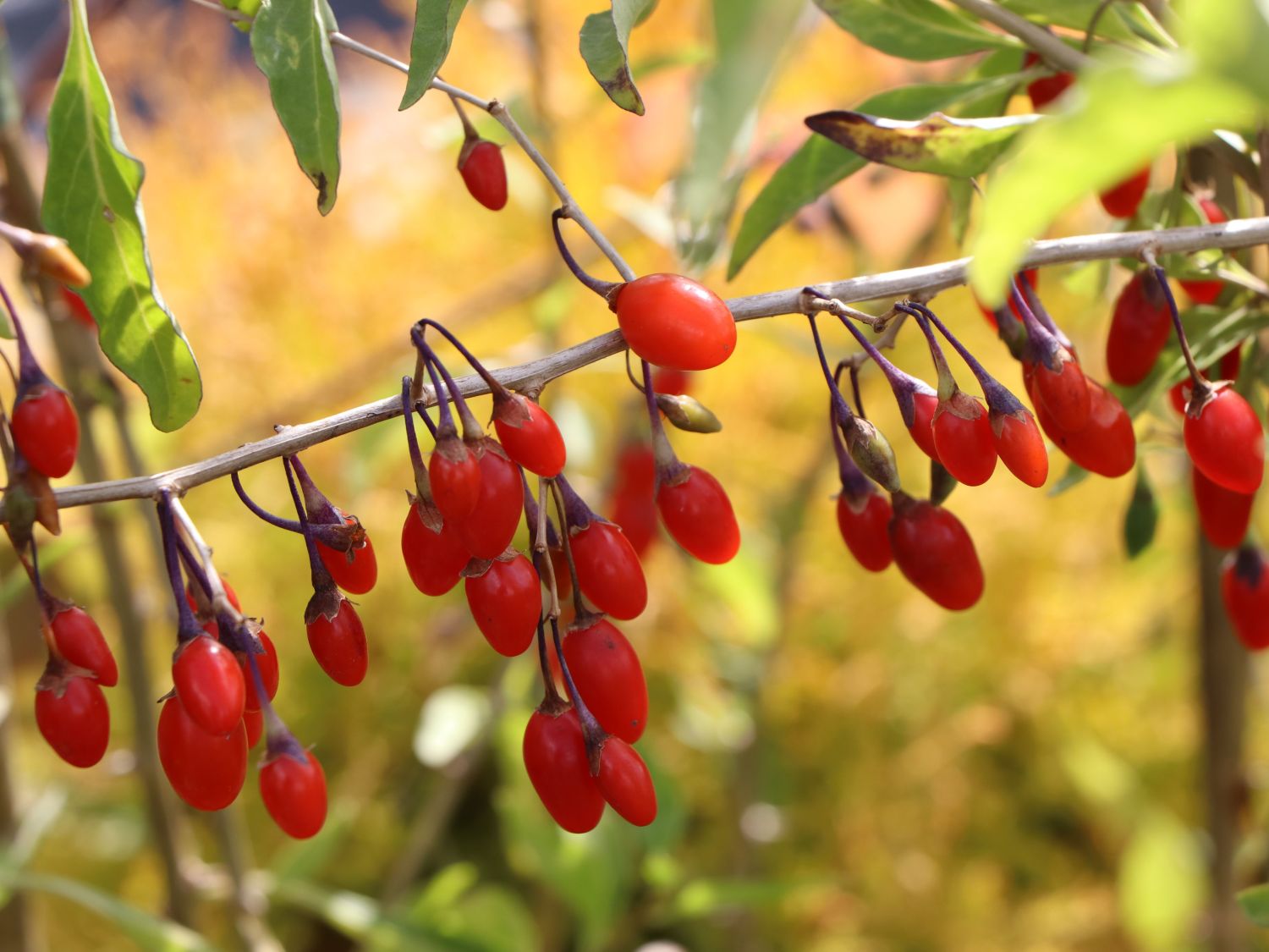 Jagoda Goji BIG BERRY