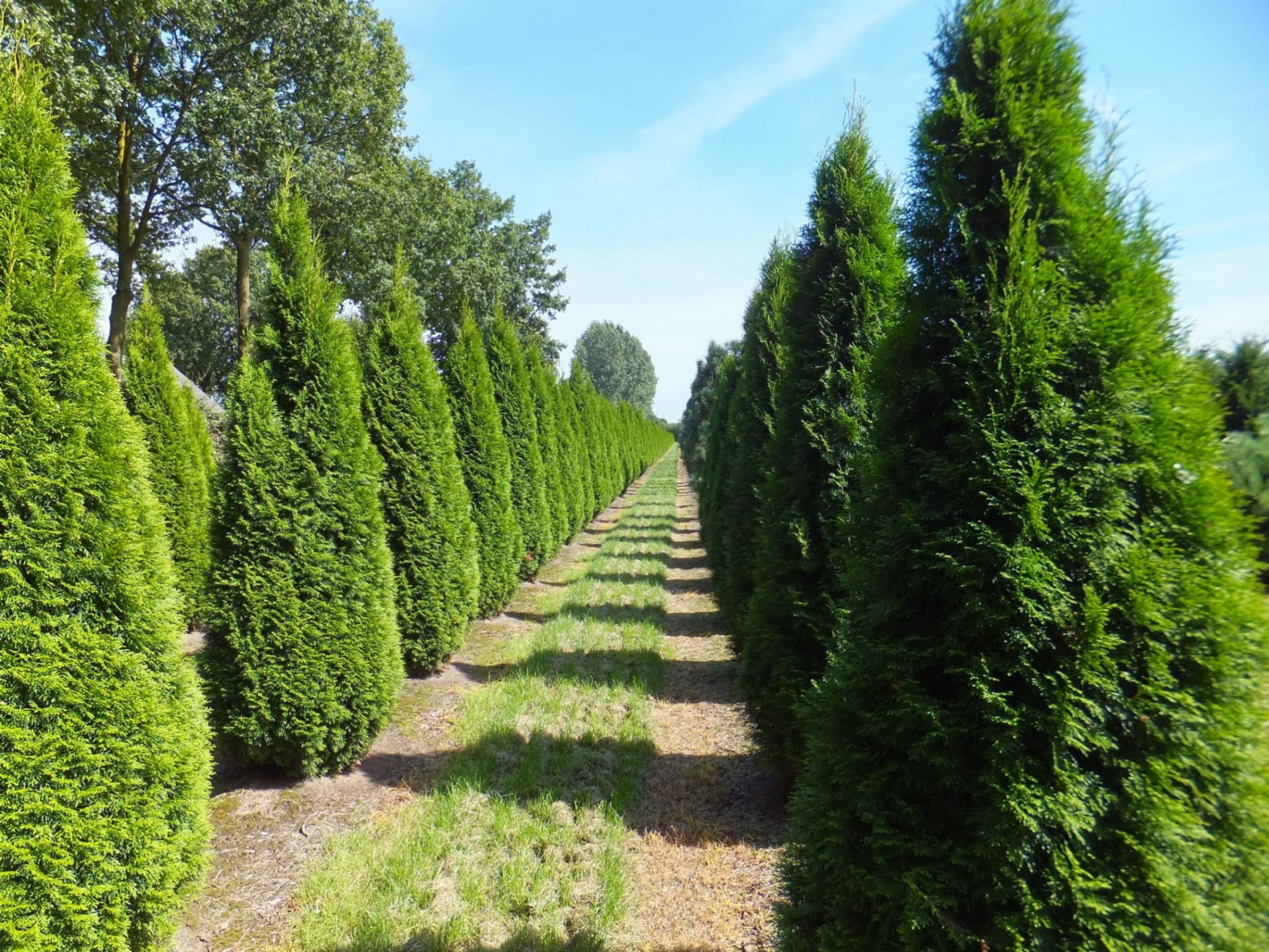 Thuja SZMARAGD