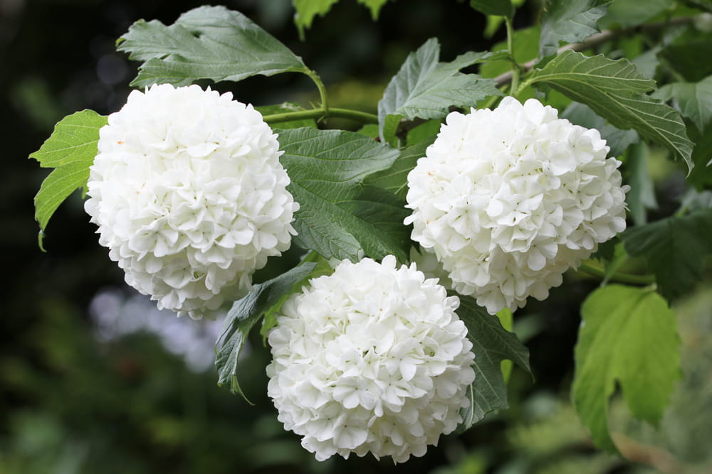 Kalina koralowa VIBURNUM OPULUS
