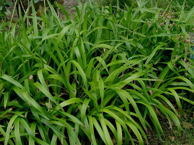 Kosmatka Olbrzymia AUREA