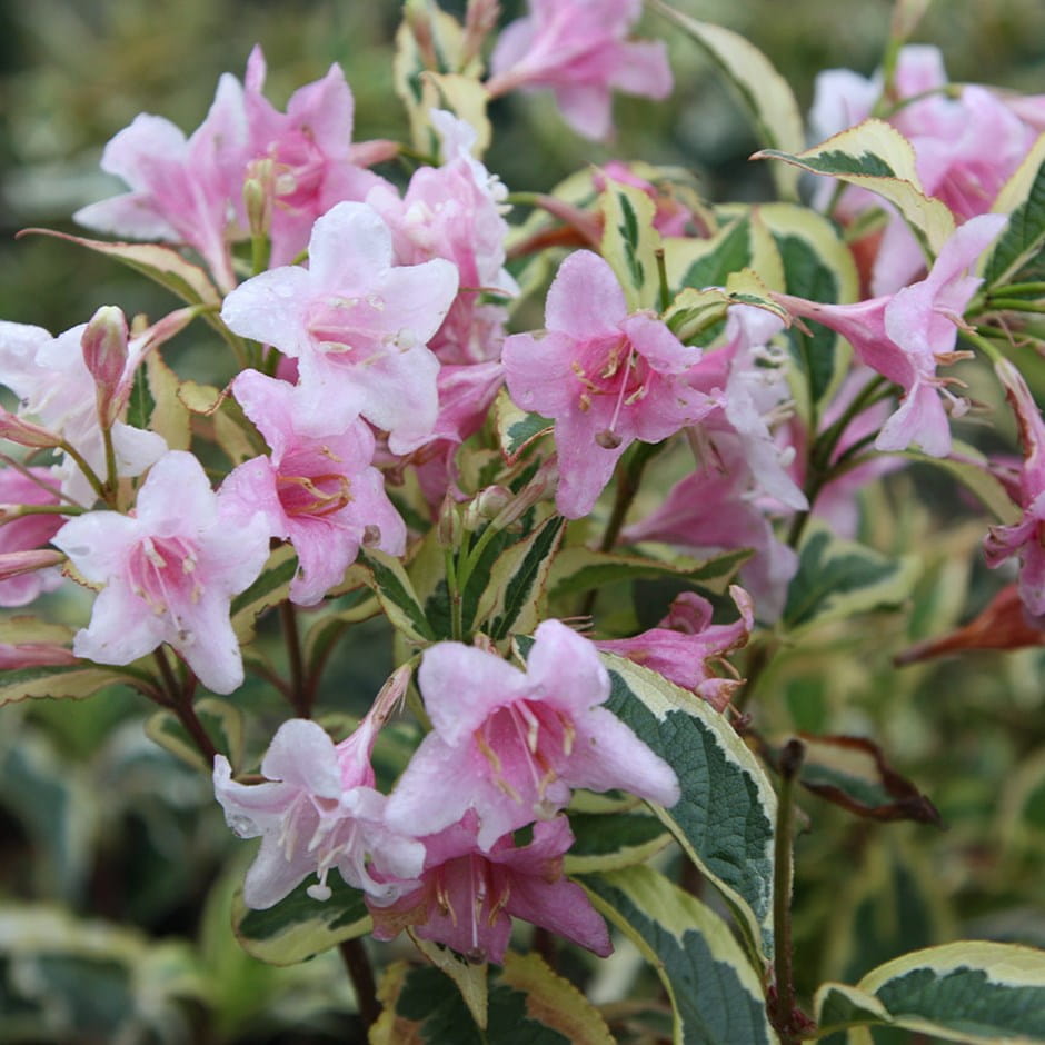 Krzewuszka Cudowna VARIEGATA