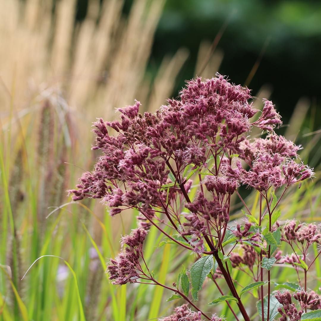 SADZIEC PURPLE BUSH