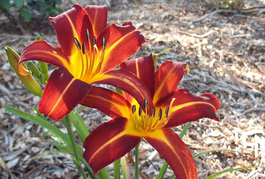 Liliowiec Ogrodowy AUTUMN
