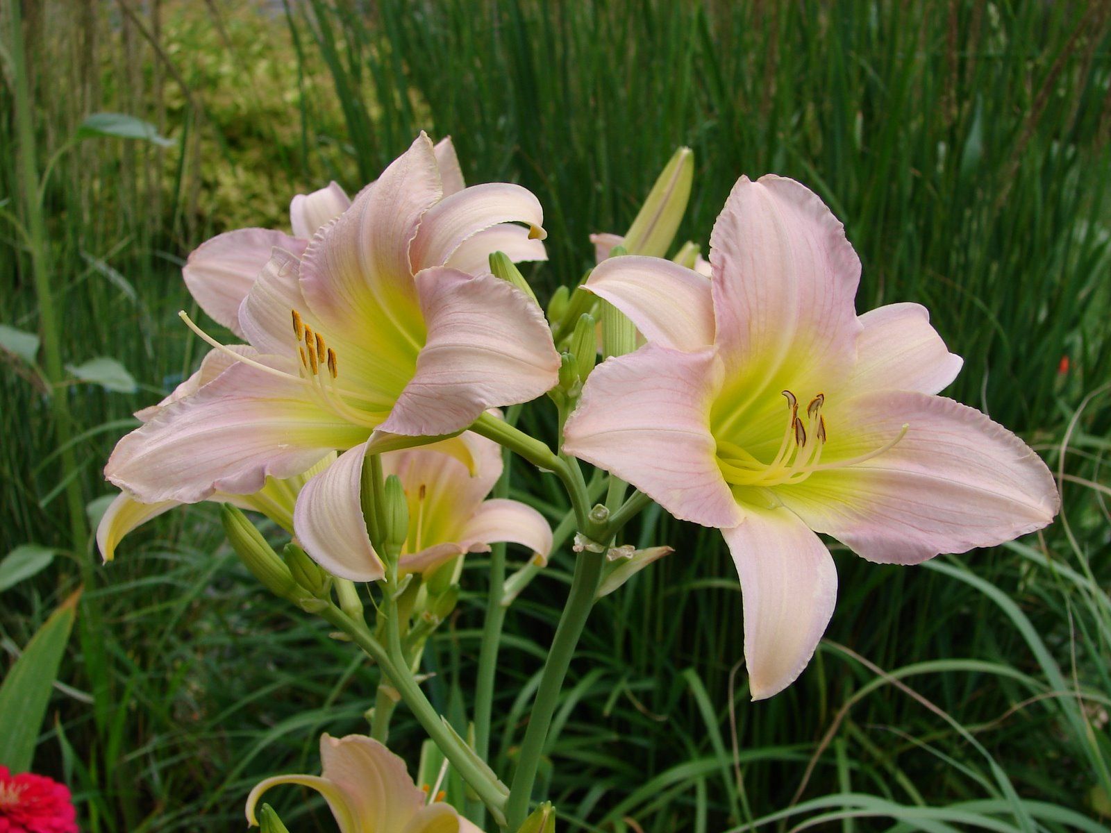 Liliowiec Ogrodowy CATHERINE WOODBURY