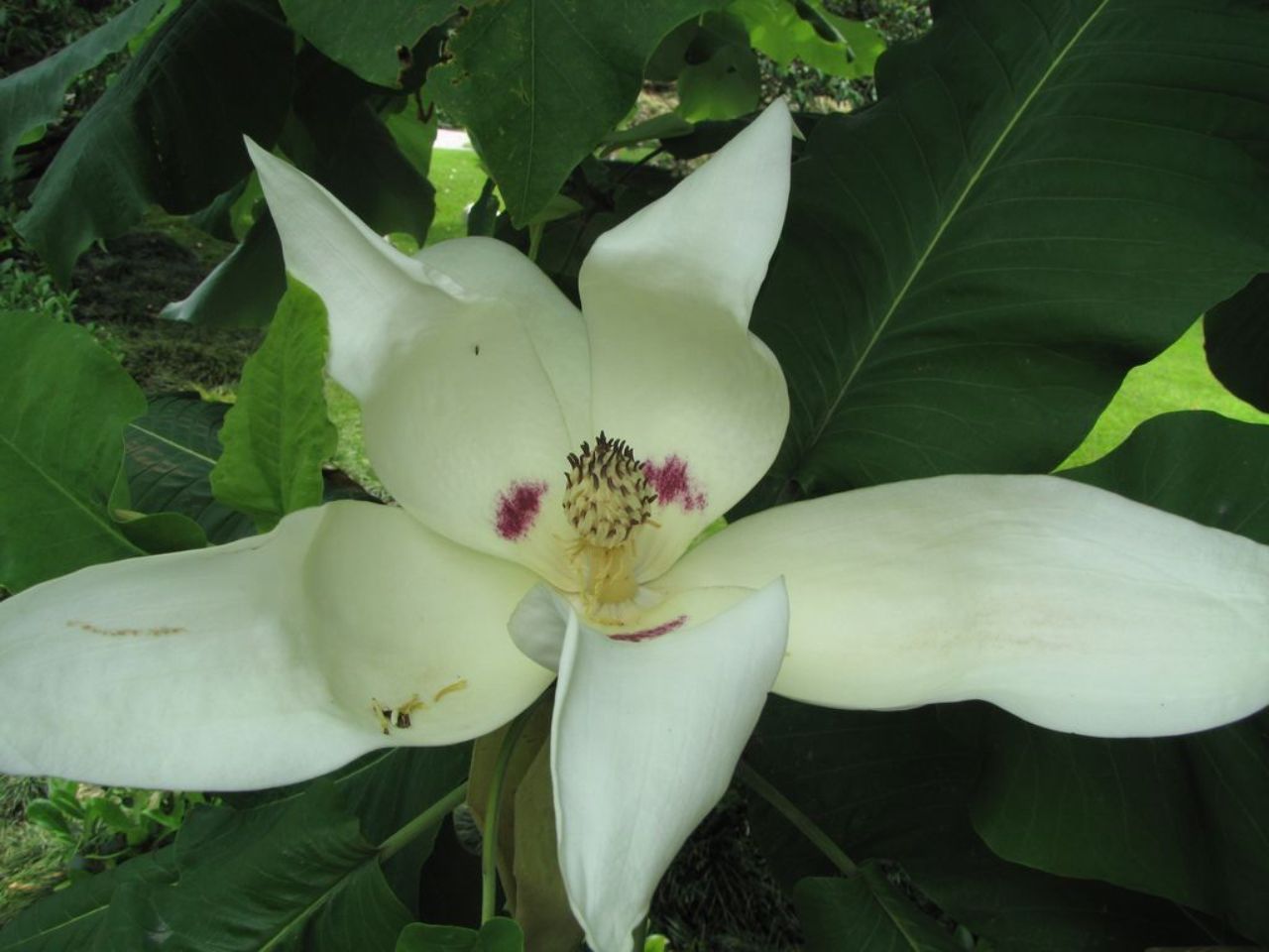 Magnolia biała PARASOLOWATA