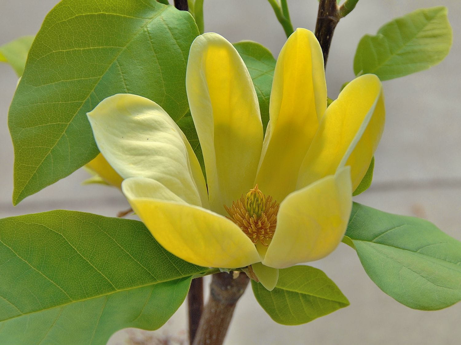 Magnolia brooklińska YELLOW BIRD