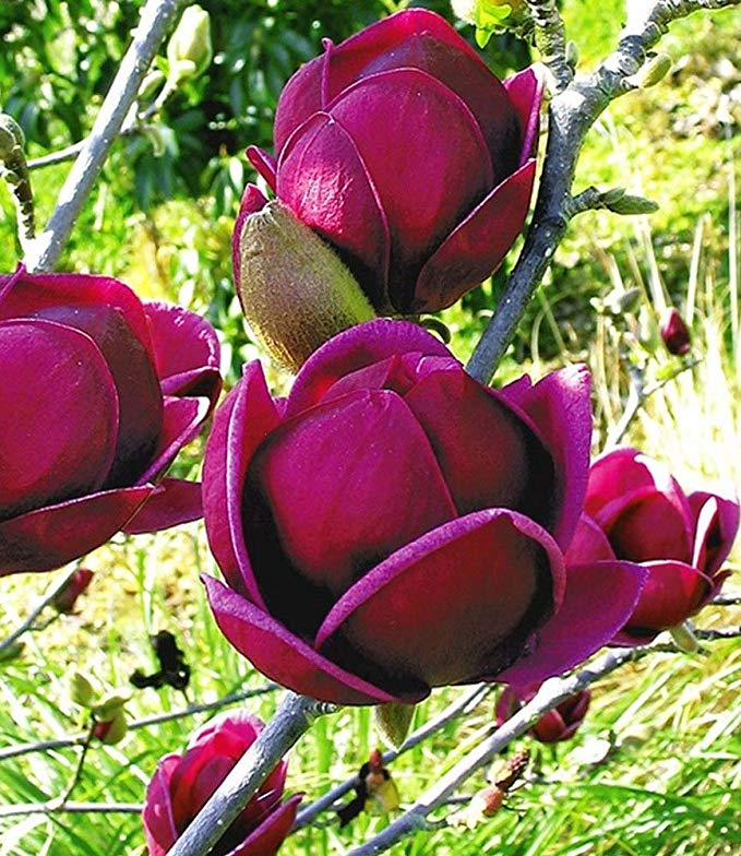 Magnolia GENIE
