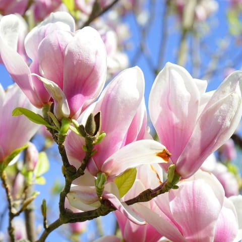 Magnolia GEORGE HENRY KERN