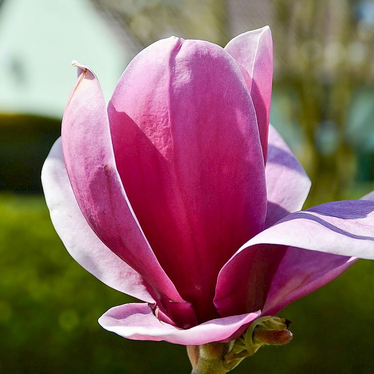 Magnolia SHIRAZZ
