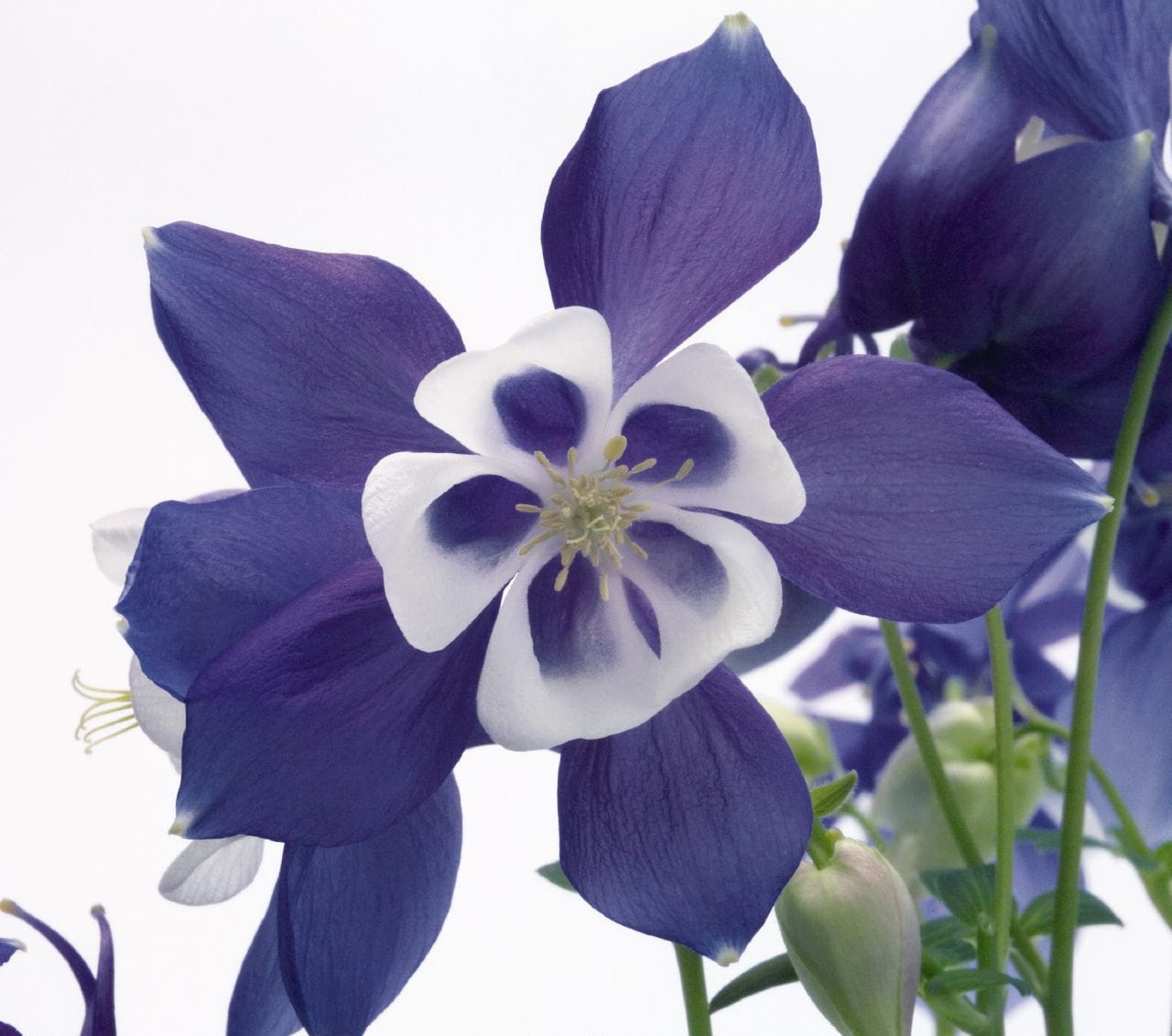 Orlik Błękitny SPRING MAGIC BLUE WHITE