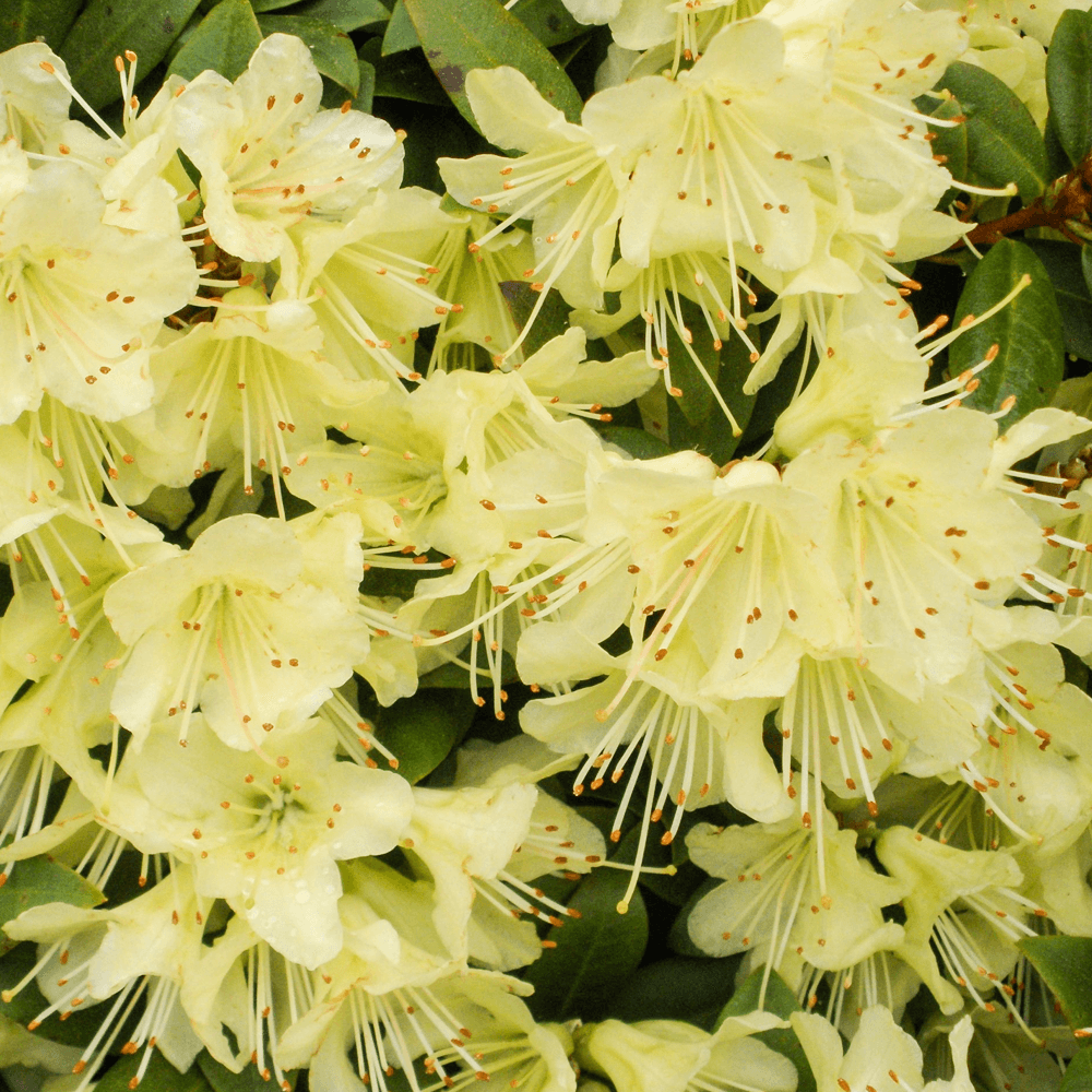 Rhododendron różanecznik PRINCESS ANN