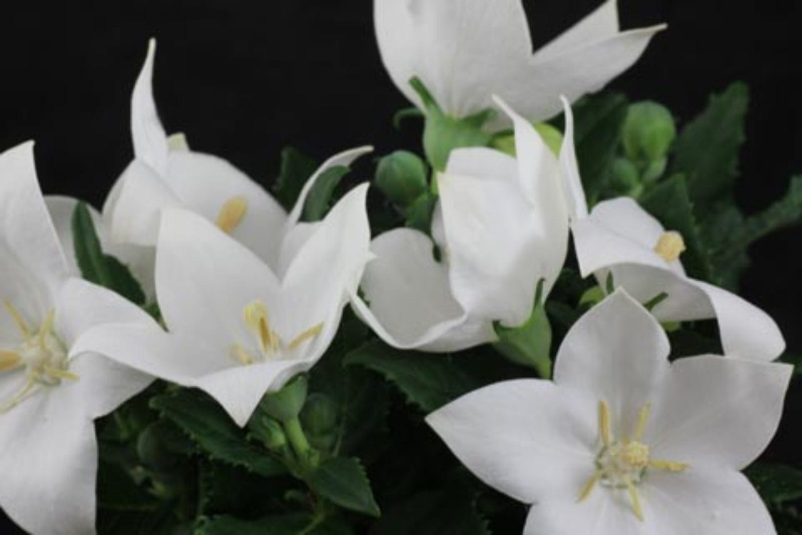 ROZWAR WIELKOKWIATOWY ASTRA WHITE