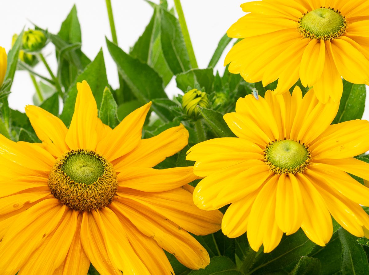 Rudbeckia Rudbekia SUNBECKIA OLIVIA