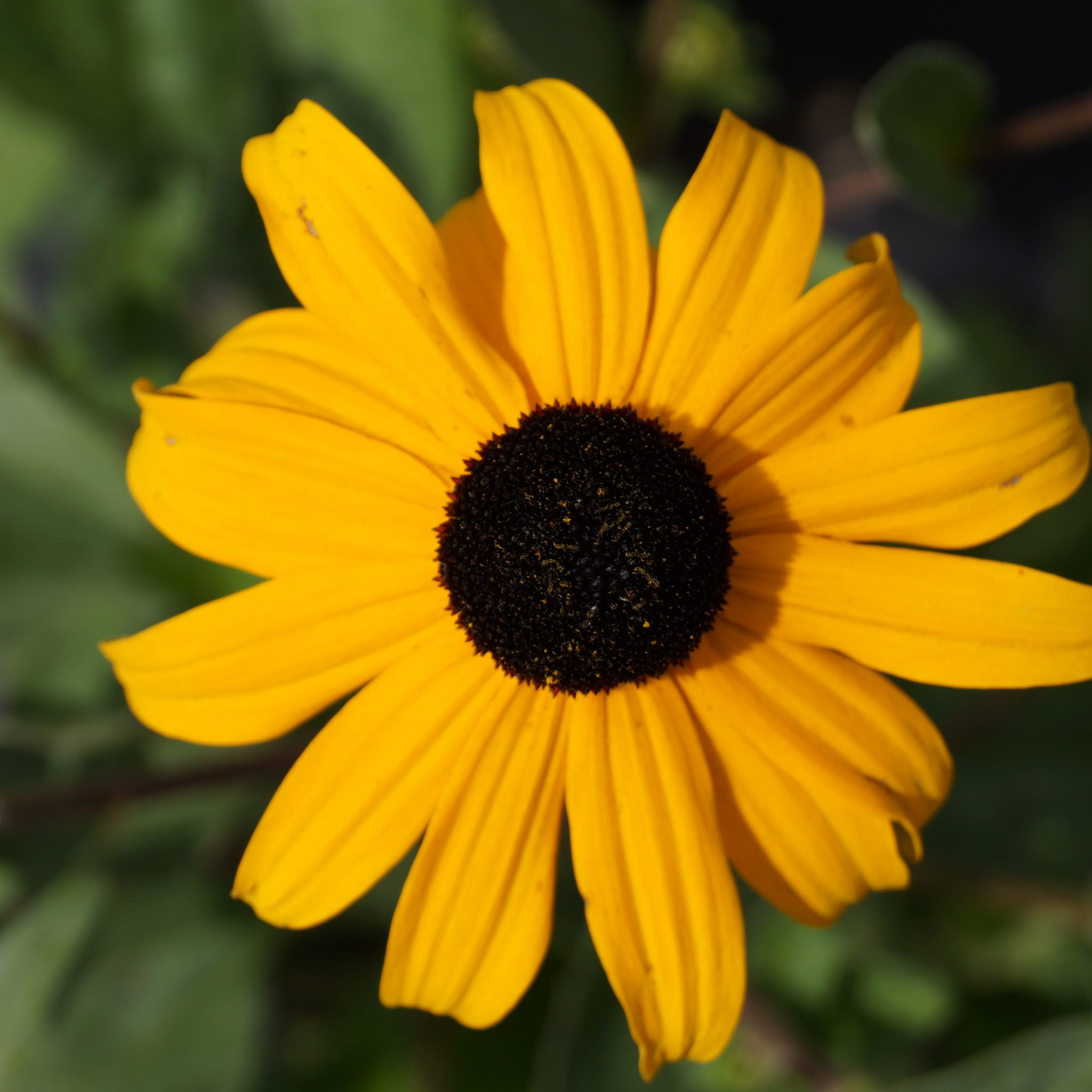 Rudbekia Błyskotliwa GOLDSTRUM