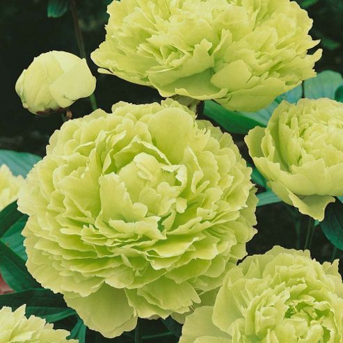 Piwonia Drzewiasta Japońska Limonkowa