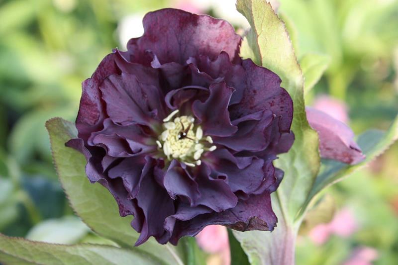Ciemiernik DOUBLE ELLEN PURPLE