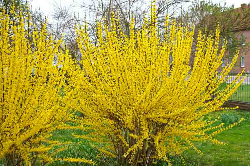 forsycja pośrednia