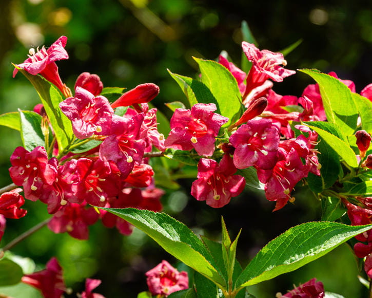 Krzewuszka BRISTOL RUBY