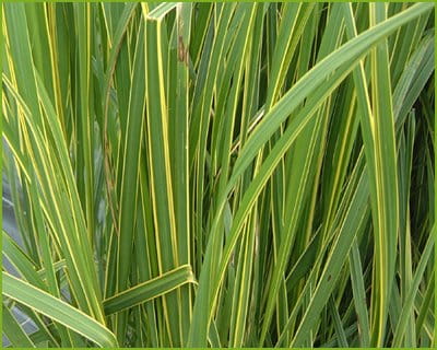 Spartyna 'Aureomarginata'