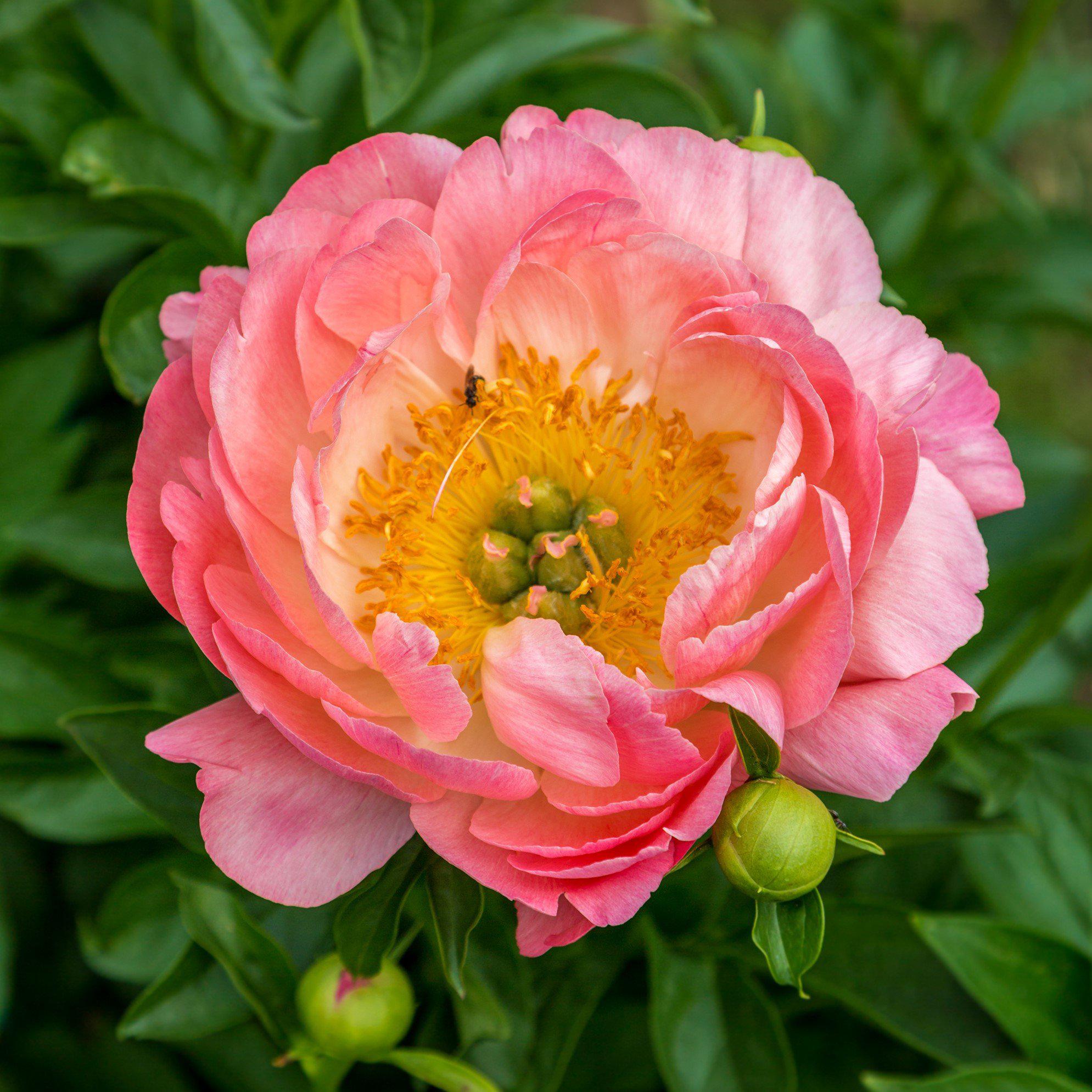Piwonia chińska Peonia Pink Hawaiian różowa