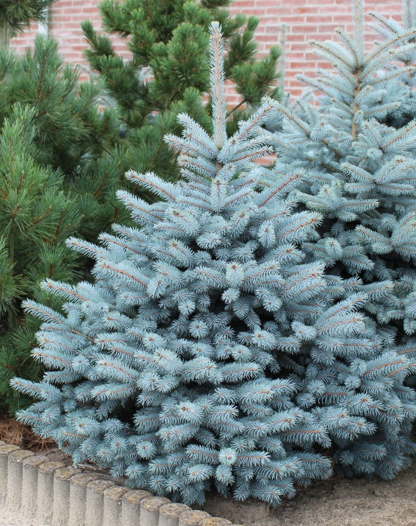 Świerk kłujący 'Super Blue Seedling'