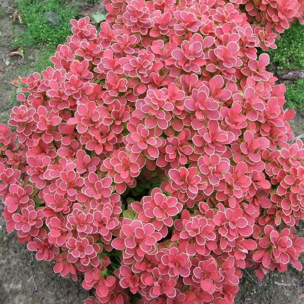 Berberys 'Ruby Star'