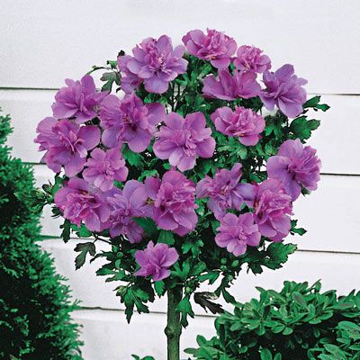 Hibiskus ARDENS - ketmia syryjska na pniu